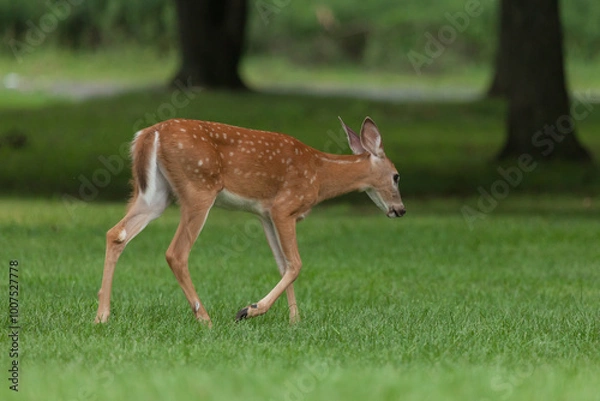 Fototapeta A white-tailed deer fawn walks in the grass near the woods in New Jersey.