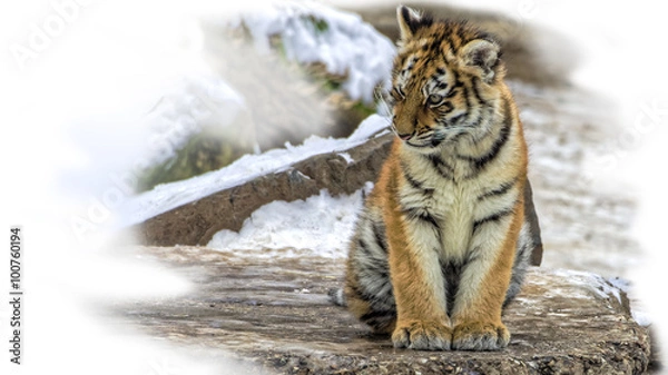 Obraz cute siberian tiger cub i(Panthera tigris altaica) sitting