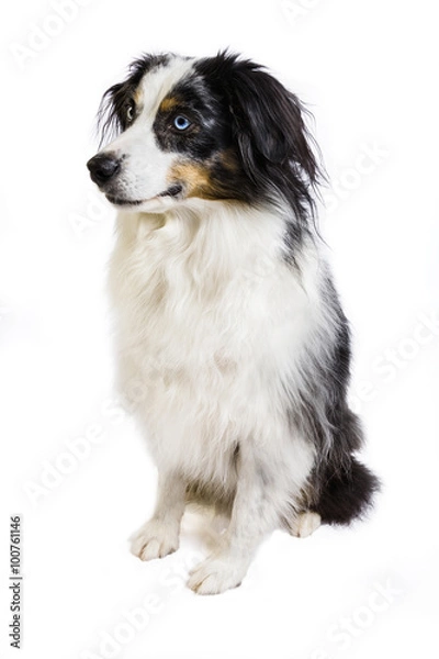 Obraz Australian Shepherd
