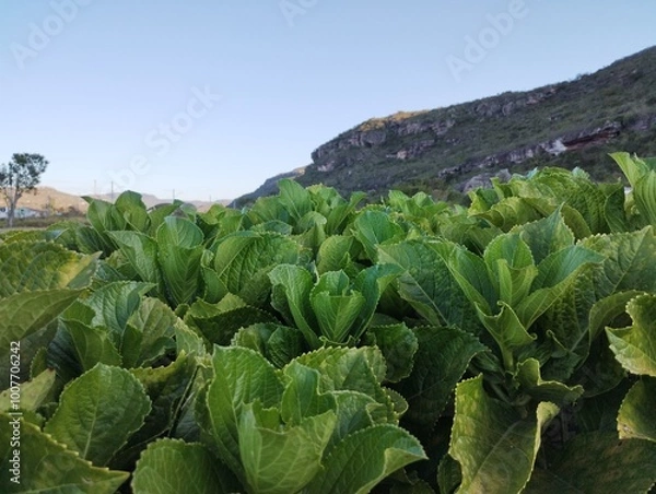 Obraz Flores do Mucugê