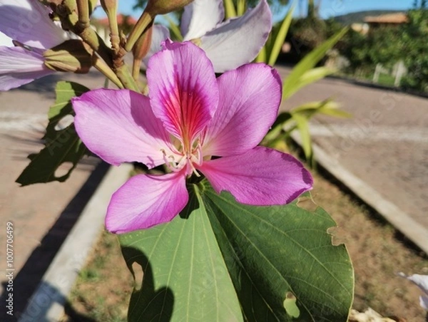 Obraz Flores do Mucugê