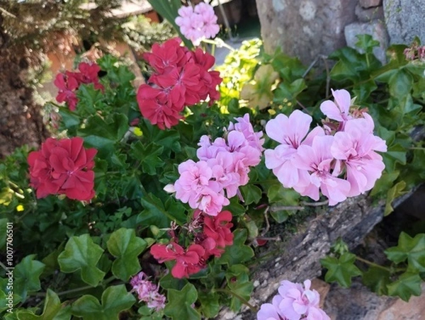 Obraz Flores do Mucugê