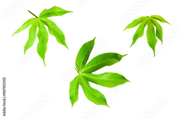 Obraz Cochlospermum regium green leaves isolated on white background