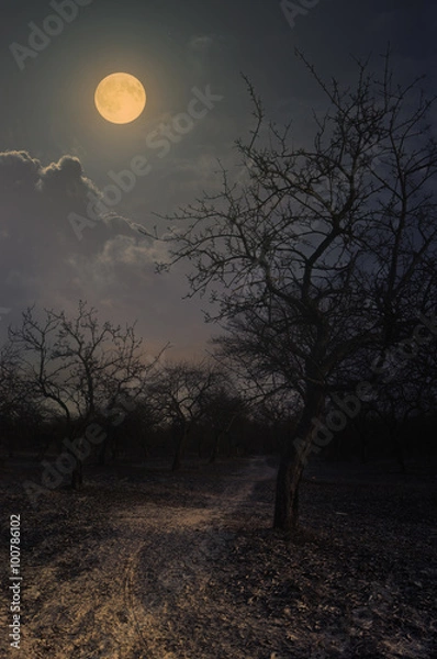 Obraz night in the winter garden