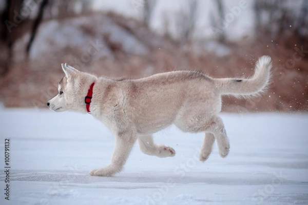 Fototapeta Puppy playing in the snow