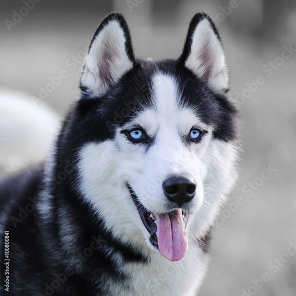 Obraz siberian husky