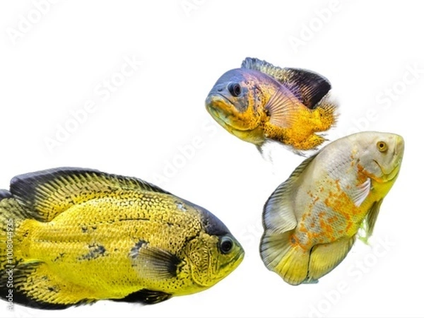 Obraz predatory fish isolated on white