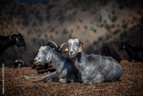Fototapeta Two grey goats are resting on the ground, facing forward, with ear tags in a mountainous and dry outdoor environment, while other goats are blurred in the background.
