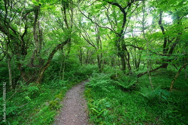Fototapeta mossy old trees and fresh ferns in spring forest