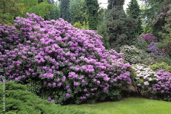 Obraz Rhododendron.