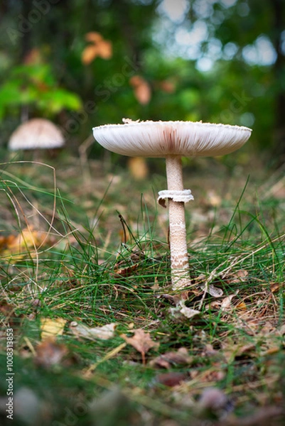Fototapeta emerging parasol mushrooms growing out of the grass in Autumn - macrolepiota procera mushroom