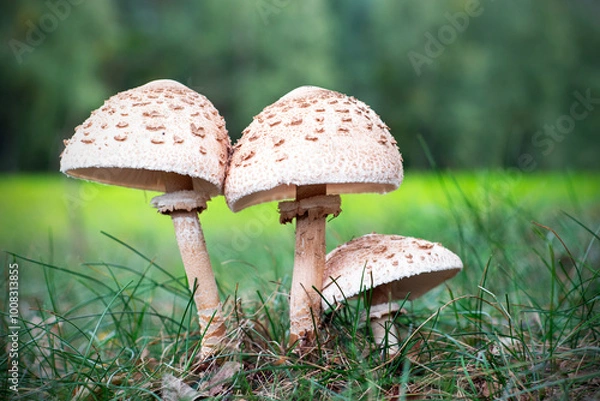 Fototapeta emerging parasol mushrooms growing out of the grass in Autumn - macrolepiota procera mushroom
