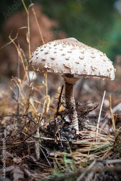 Fototapeta emerging parasol mushrooms growing out of the grass in Autumn - macrolepiota procera mushroom