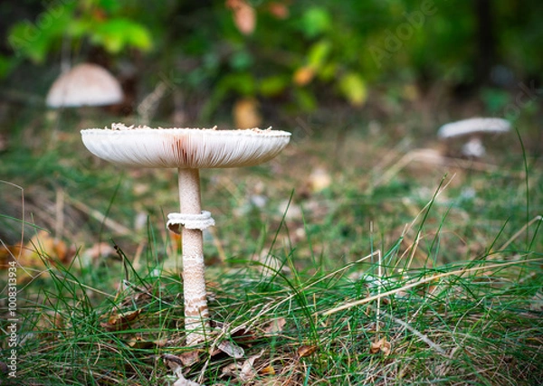 Fototapeta emerging parasol mushrooms growing out of the grass in Autumn - macrolepiota procera mushroom