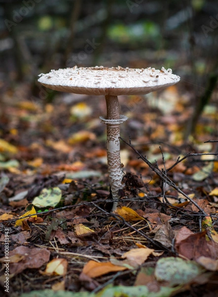 Fototapeta emerging parasol mushrooms growing out of the grass in Autumn - macrolepiota procera mushroom