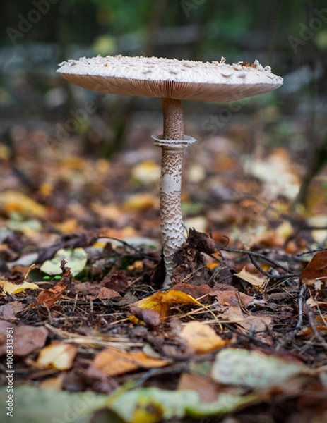 Fototapeta emerging parasol mushrooms growing out of the grass in Autumn - macrolepiota procera mushroom