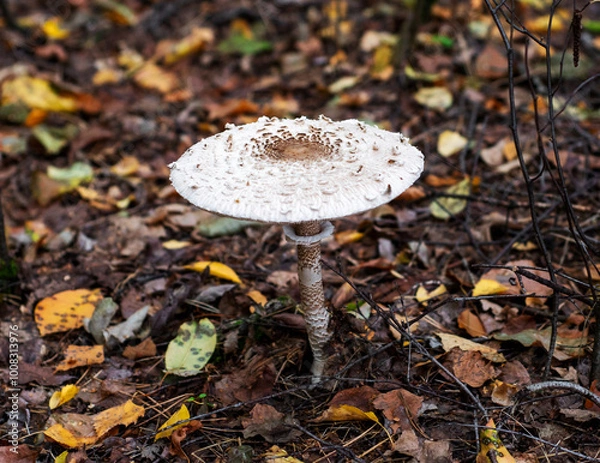 Fototapeta emerging parasol mushrooms growing out of the grass in Autumn - macrolepiota procera mushroom