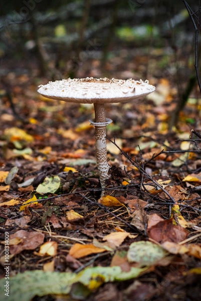 Fototapeta emerging parasol mushrooms growing out of the grass in Autumn - macrolepiota procera mushroom
