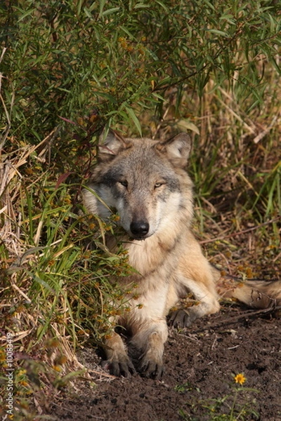 Obraz wolf in golden light