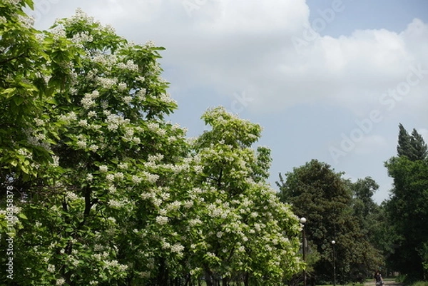 Fototapeta Cloudy sky and blossoming Catalpa bignonioides tree in June