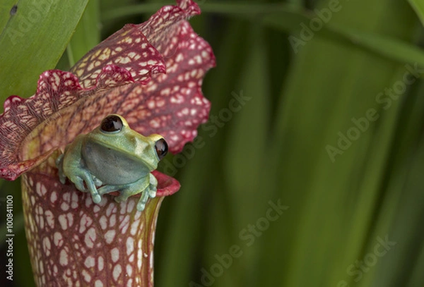 Fototapeta Maroon Eyed Tree Frog na Red Pitcher Plant