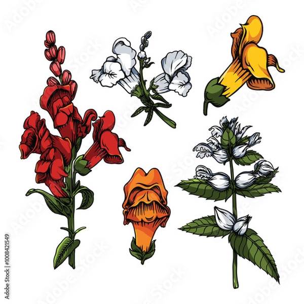 Obraz Snapdragon flowers Vector