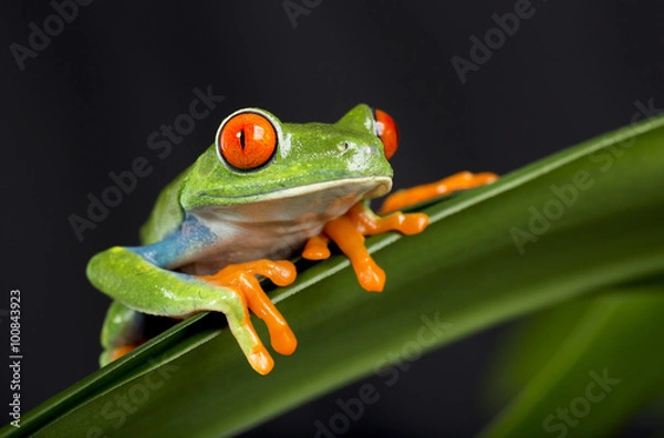 Fototapeta Red Eyed Tree Frog on Foliage