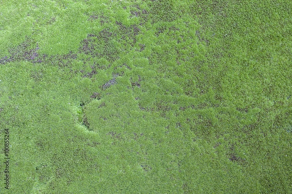 Fototapeta green mos on the tree texture or background