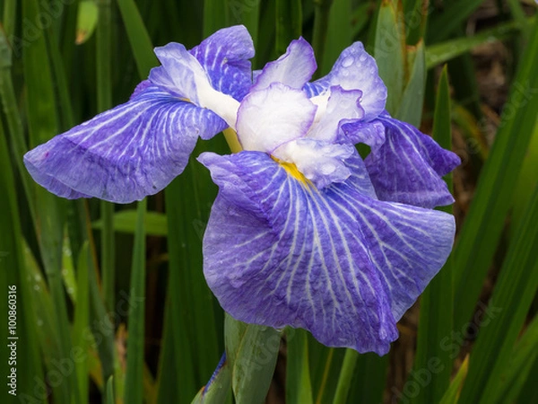 Obraz ハナショウブ・染谷花菖蒲園