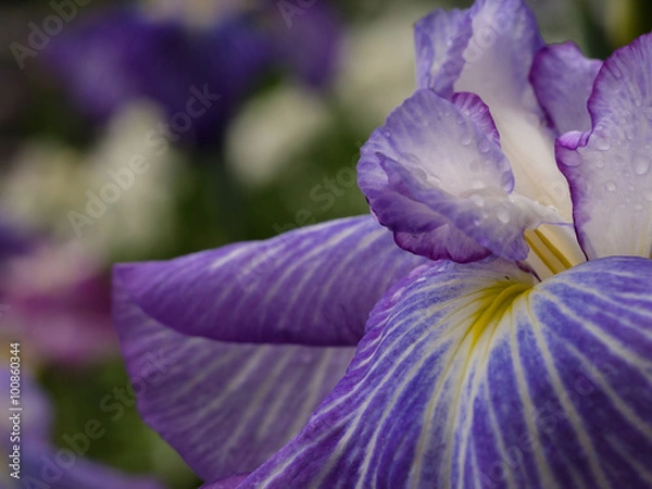 Obraz ハナショウブ・染谷花菖蒲園