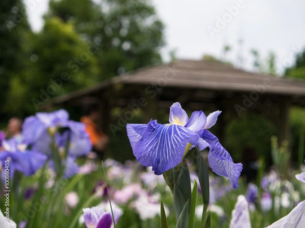 Obraz ハナショウブ・染谷花菖蒲園