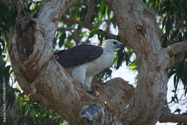 Fototapeta Weißbauchseeadler in einem Baum am Ufer des Mary River im autralischen Kakadu Nationalpark