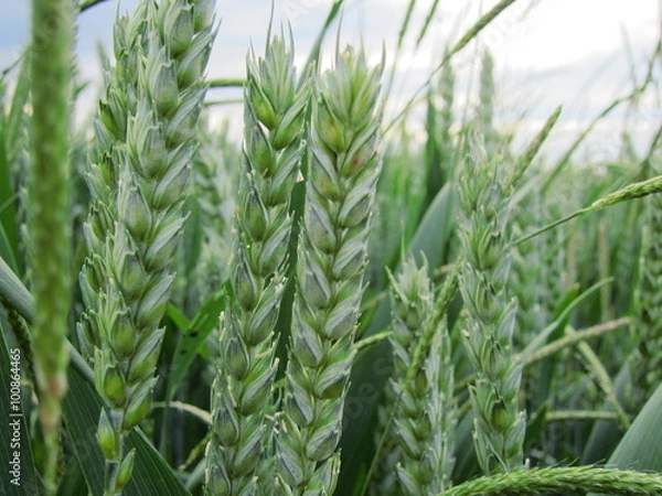 Obraz grünes Getreide