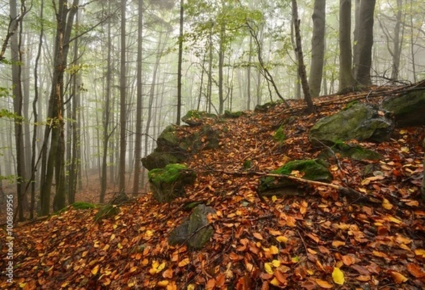 Fototapeta fog in National Park