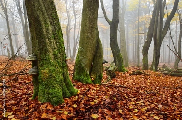 Fototapeta Autumn forest