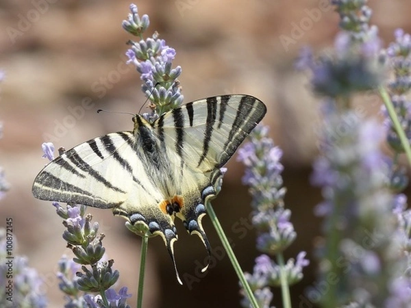 Obraz Segelfalter auf Lavendel