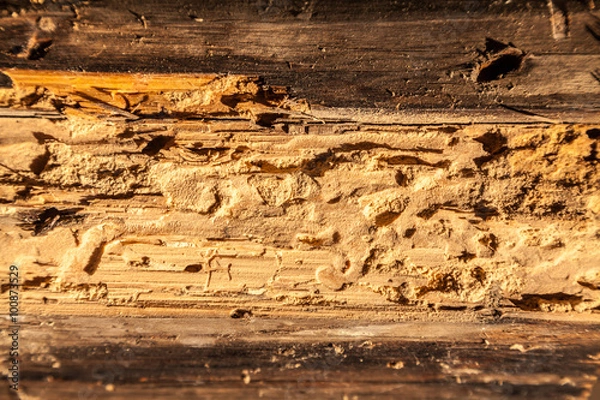 Fototapeta Holzschaden durch Schädlingsbefall