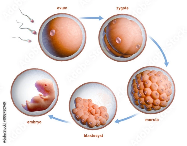 Fototapeta Human fertilization and embryonic development