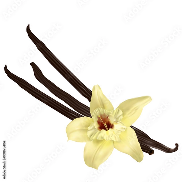 Fototapeta Vanilla pods isolated