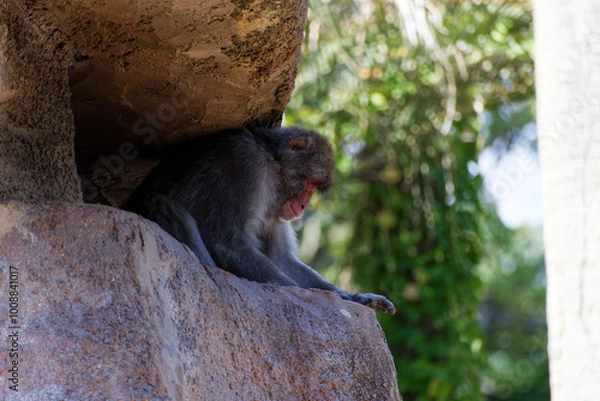 Obraz ニホンザル