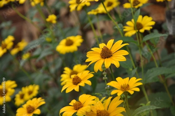 Fototapeta オレンジ色の花　反魂草　ハンゴンソウ 　鮮やか