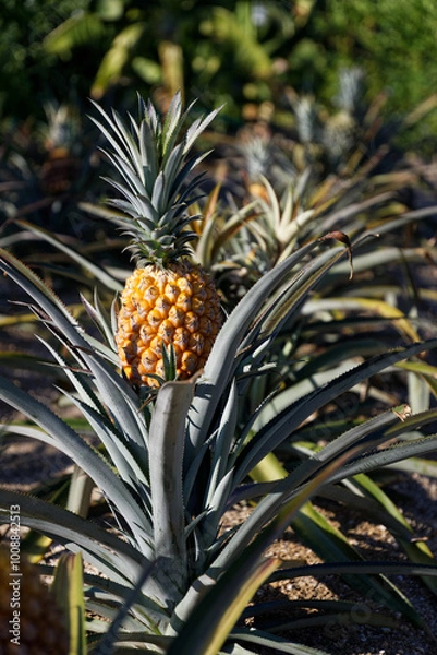 Obraz パイナップル