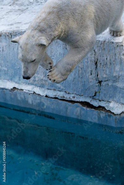 Obraz 飛び込むシロクマ