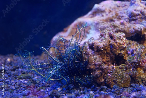 Obraz イソギンチャク