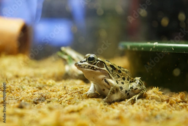 Obraz トノサマガエル