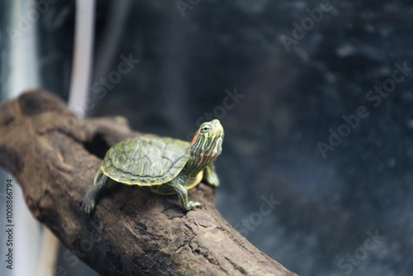 Obraz ミドリガメ