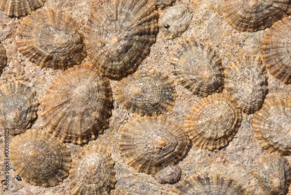 Obraz Common limpets on the rock