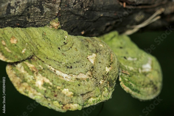 Fototapeta natural tree mushroom macro photo