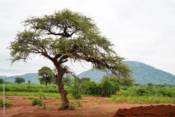 Obraz tree in the Savannah