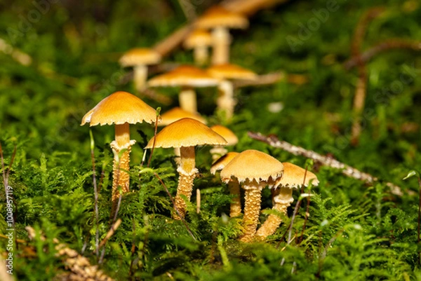 Obraz Eine Pilzfamilie in herbstlicher Umgebung